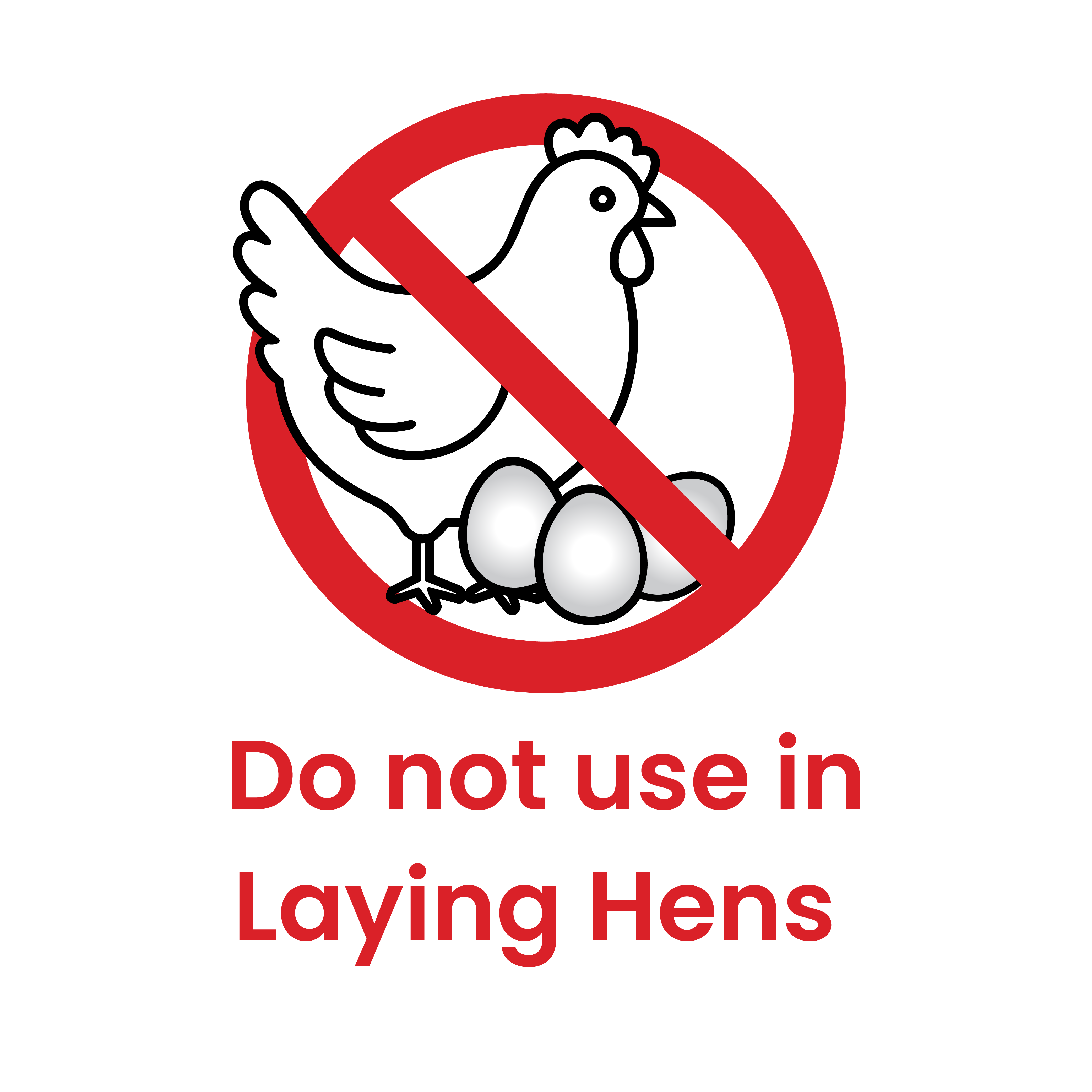 Laying Hens