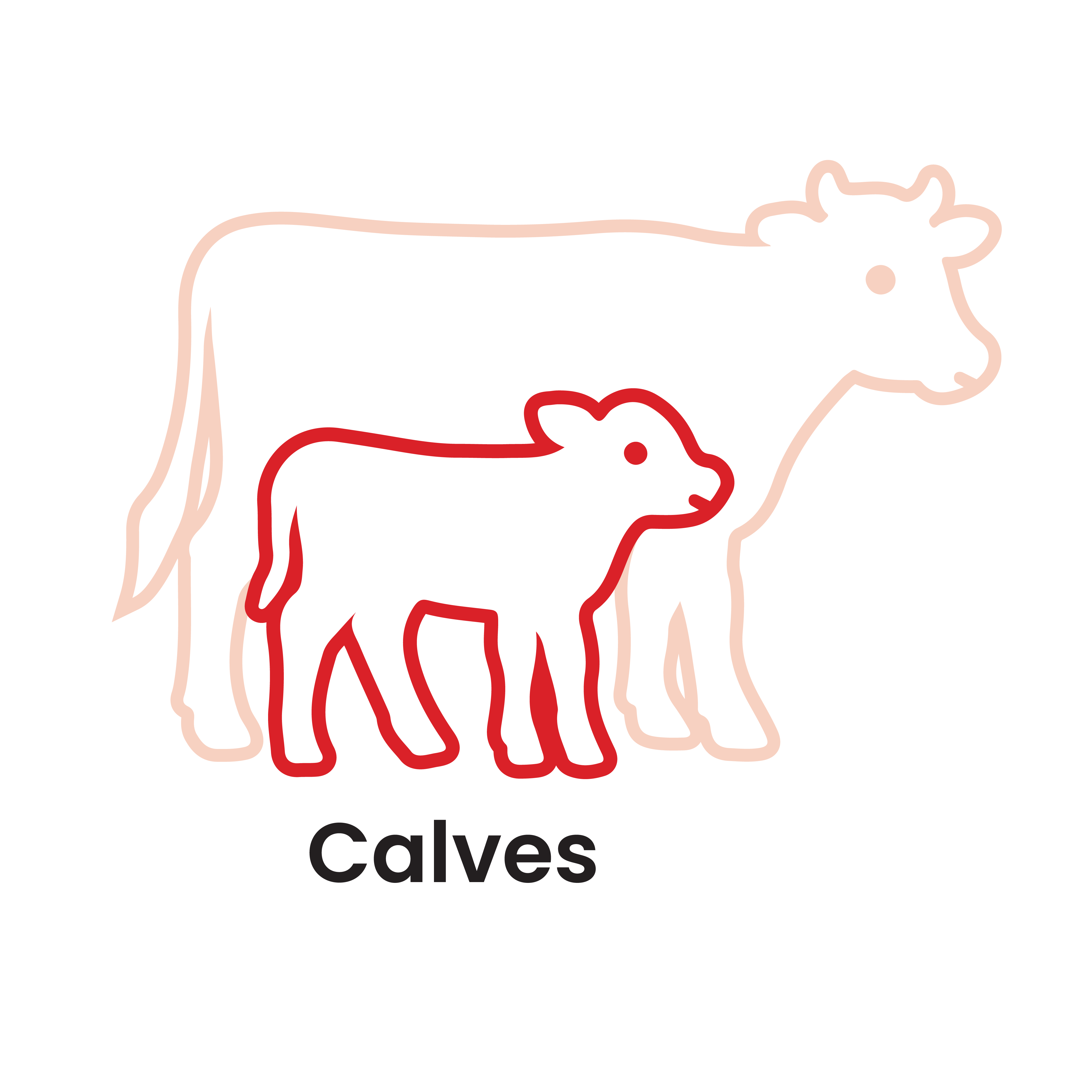 Calves