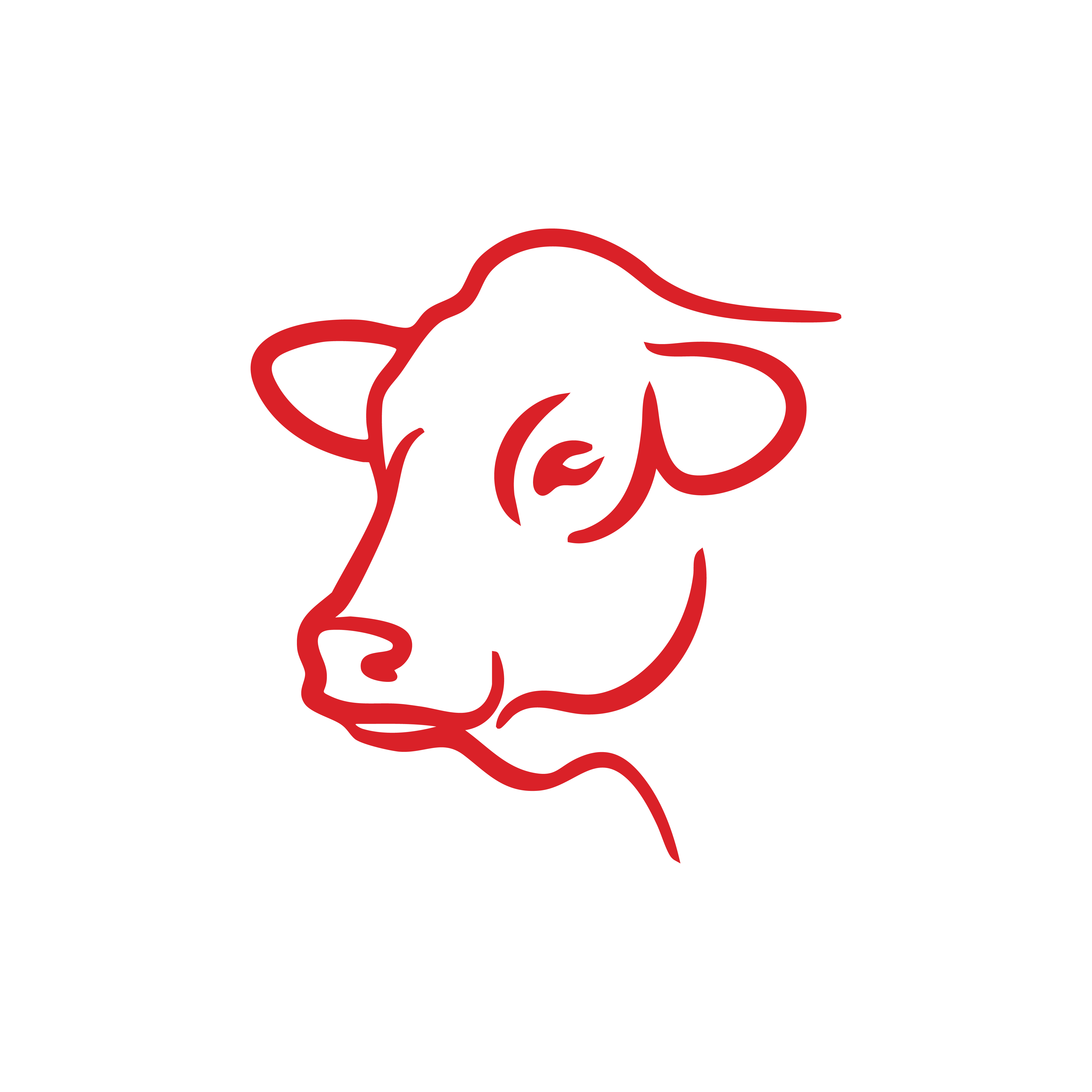 Cattle/ Cow