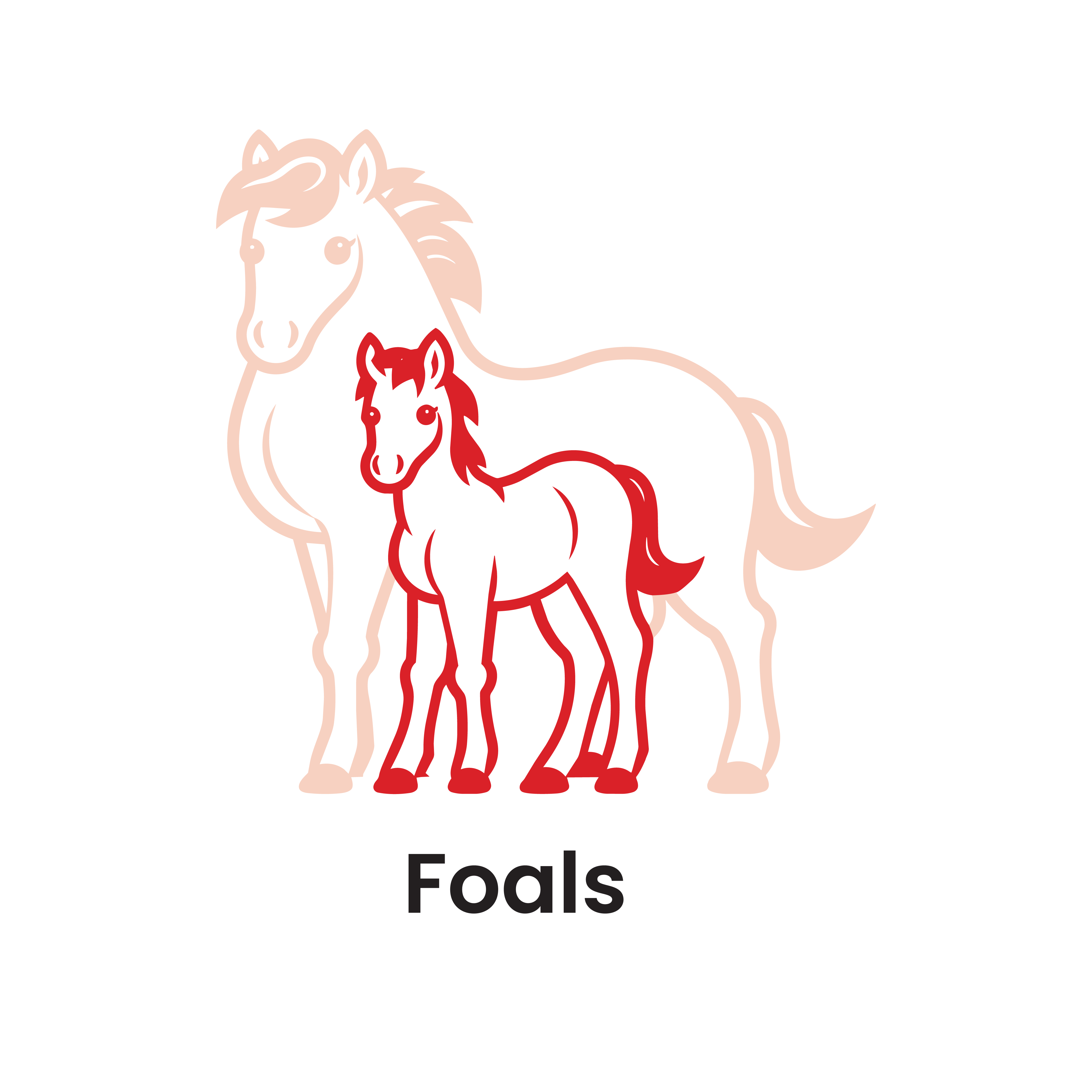 Foals