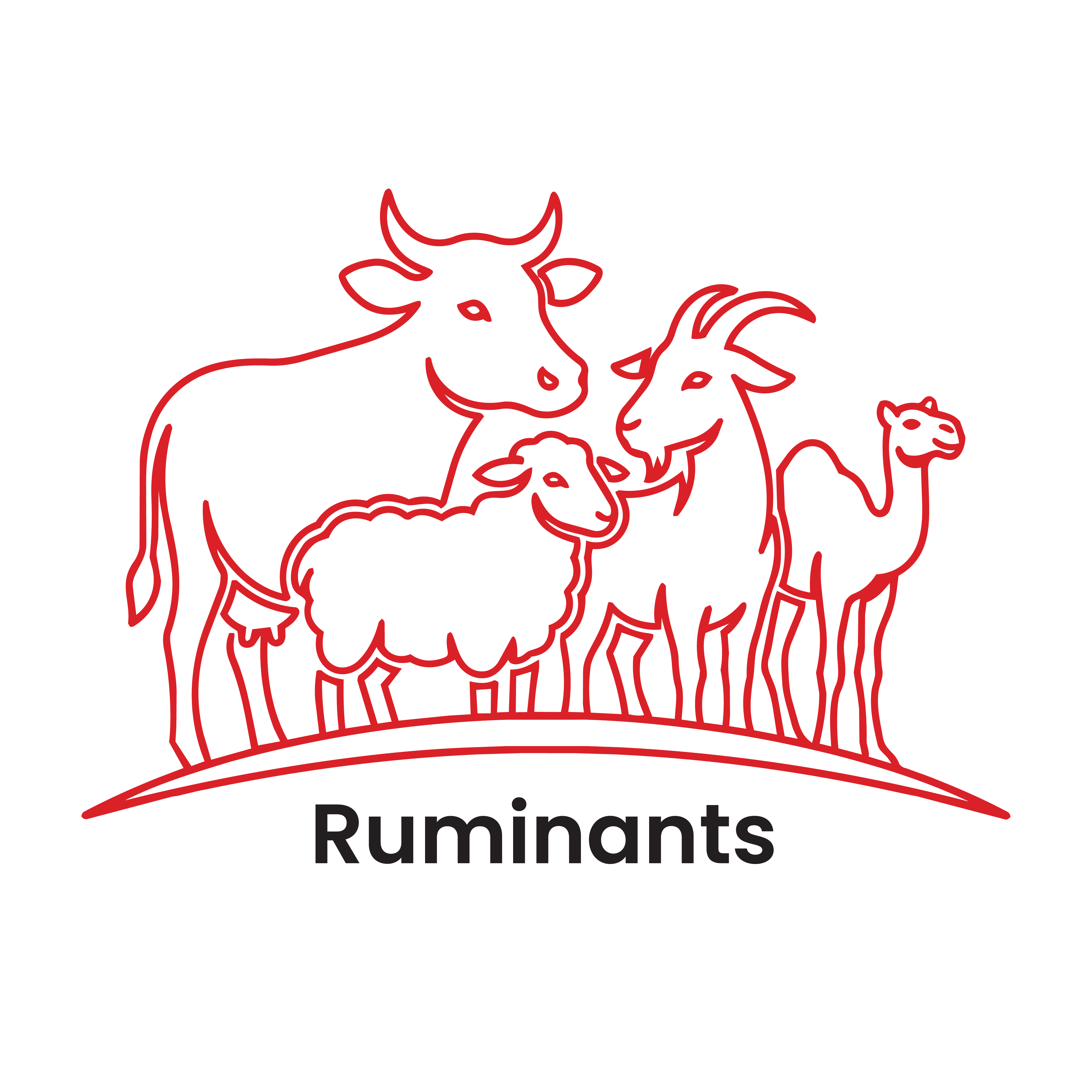 Ruminants